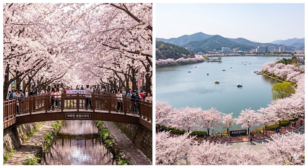진해 여좌천 벚꽃 터널, 경주 보문호 벚꽃 풍경